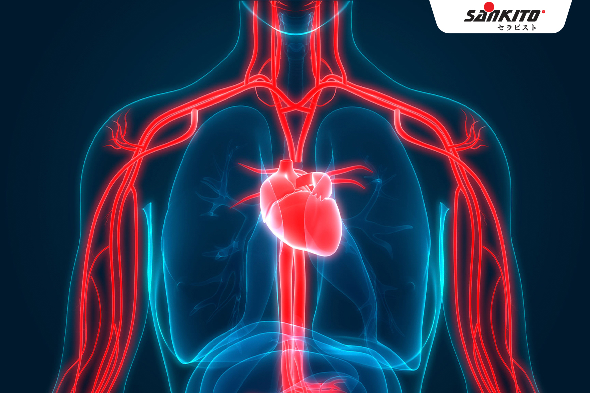 Nâng cao sức khỏe tim mạch, tuần hoàn máu